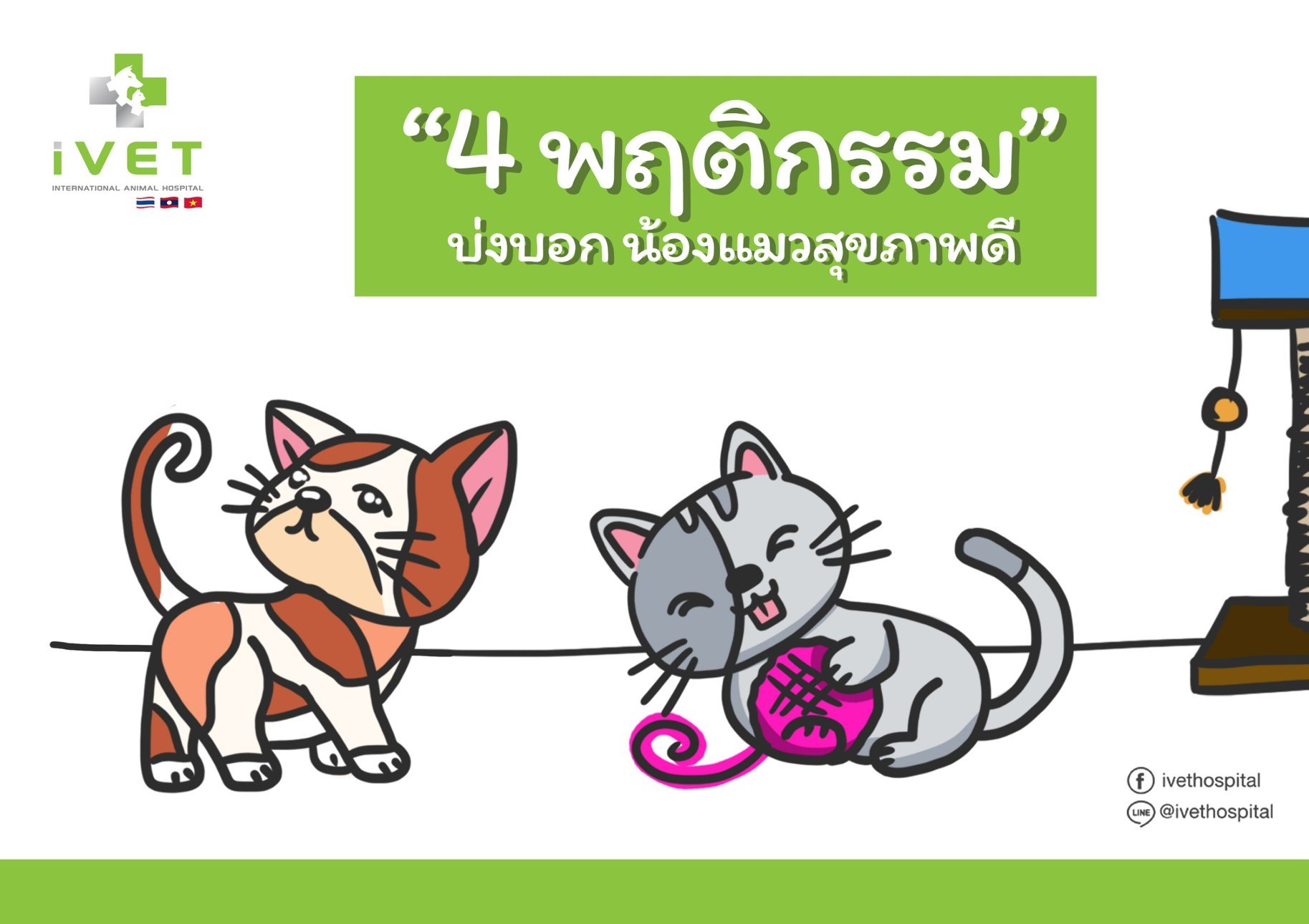 4 พฤติกรรมบอกได้ว่าน้องแมวสุขภาพดี 4 พฤติกรรมบอกได้ว่าน้องแมวสุขภาพดี